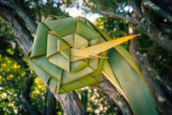 Explore Piha and the Waitākere Ranges: Half-Day Private West Coast Tour from Auckland photo 6