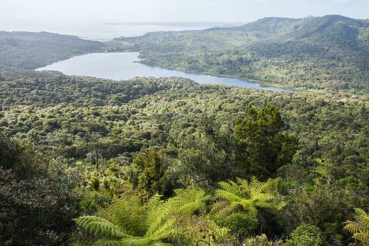 Explore Piha and the Waitākere Ranges: Half-Day Private West Coast Tour from Auckland photo 4