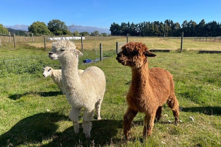 Milford Sound Nature Cruise and Te Anau Farm Experience — 2-Day Fiordland Tour photo 2