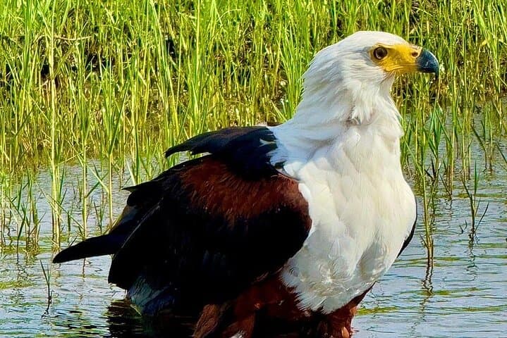 Upper Zambezi Half-Day Float: Wildlife Viewing & Island Lunch near Livingstone photo 4