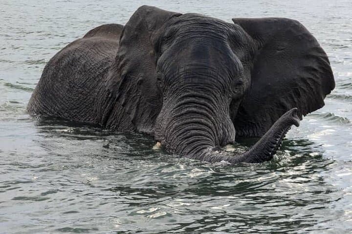 Upper Zambezi Half-Day Float: Wildlife Viewing & Island Lunch near Livingstone photo 5