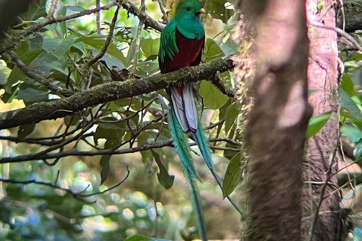 Monteverde Suspension Bridges Private Tour: Treetopia Canopy Walk in Costa Rica photo 2