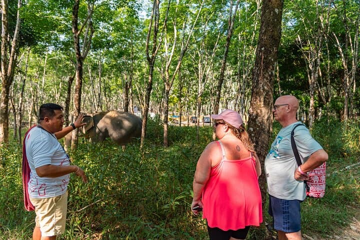 Khao Lak Eco Safari: Ethical Elephant Sanctuary, Waterfall Swim & Sea Turtle Conservation photo 3
