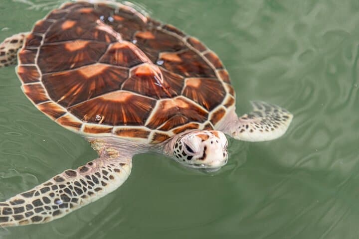 Khao Lak Eco Safari: Ethical Elephant Sanctuary, Waterfall Swim & Sea Turtle Conservation photo 4