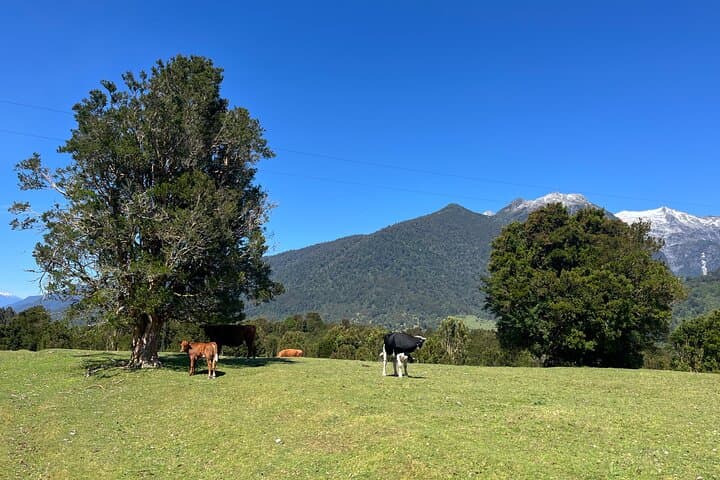 Esperanza Valley Horse Ride: Full-Day Horses of the Reloncaví Estuary photo 6