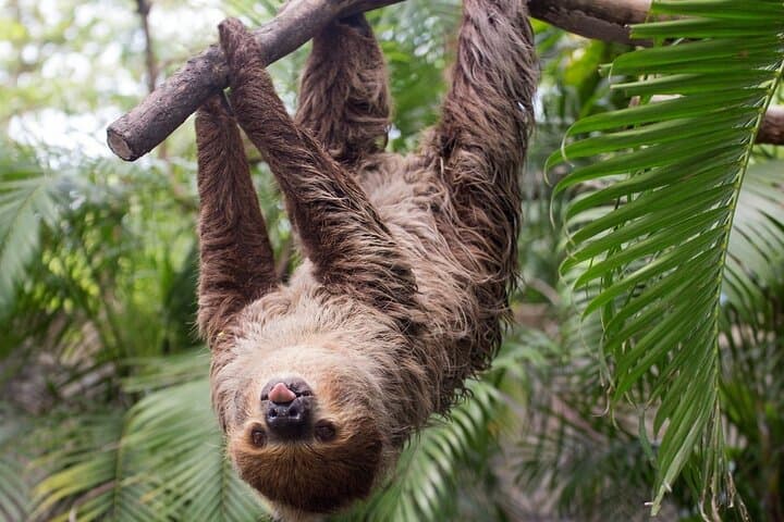La Fortuna Sloth Experience: Guided Sloth Tour Near Arenal Volcano