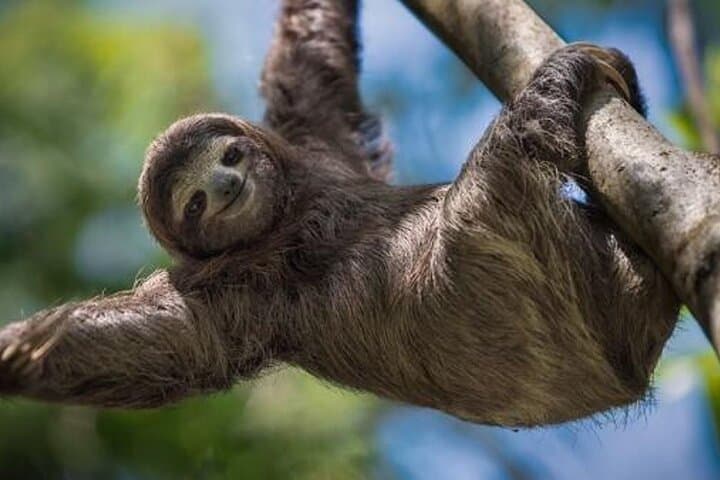 La Fortuna Sloth Experience: Guided Sloth Tour Near Arenal Volcano photo 2