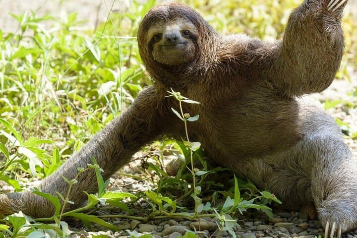 La Fortuna Sloth Experience: Guided Sloth Tour Near Arenal Volcano photo 3