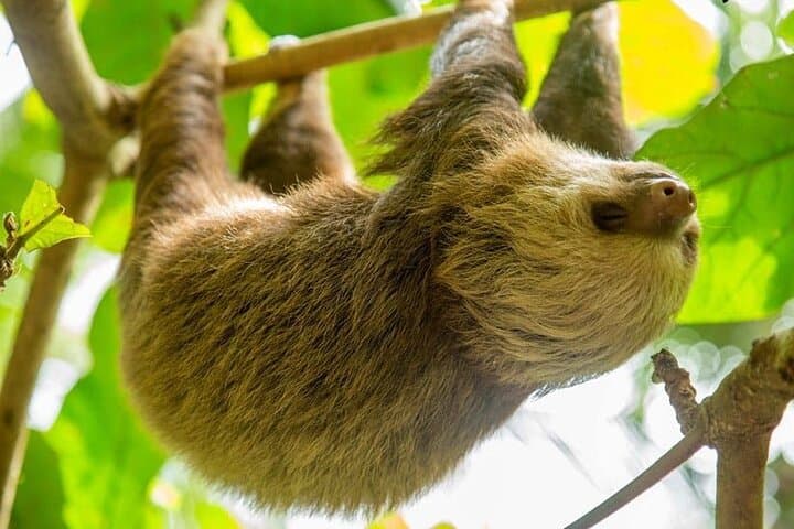 La Fortuna Sloth Experience: Guided Sloth Tour Near Arenal Volcano photo 4