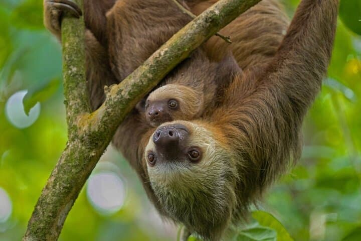 La Fortuna Sloth Experience: Guided Sloth Tour Near Arenal Volcano photo 5