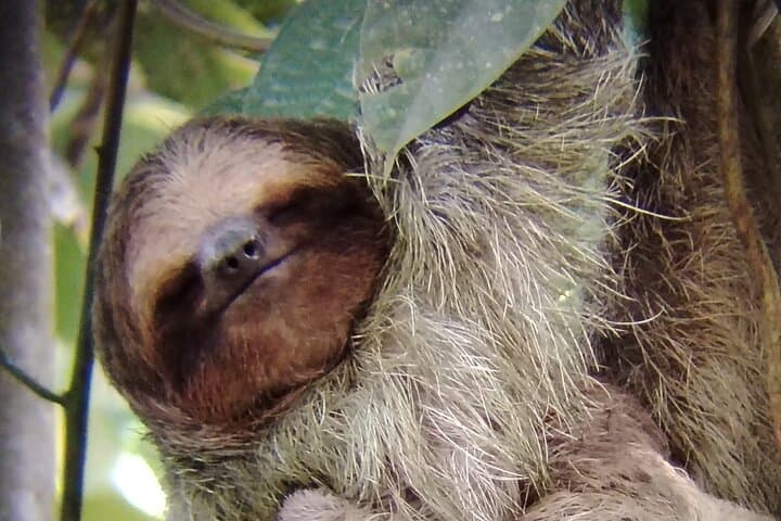 La Fortuna Sloth Experience: Guided Sloth Tour Near Arenal Volcano photo 6