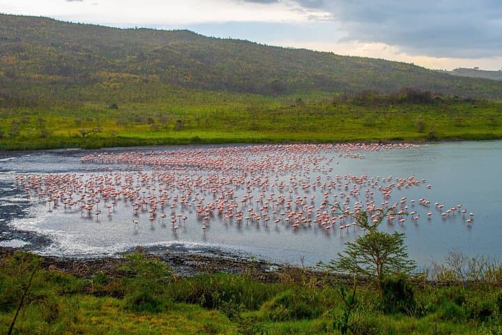 Arusha National Park Walking Safari & Game Drive — Momella Lakes to Ngurdoto Crater photo 3