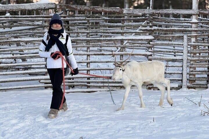 Authentic Arctic Reindeer Farm Visit and Snowshoeing near Levi photo 3