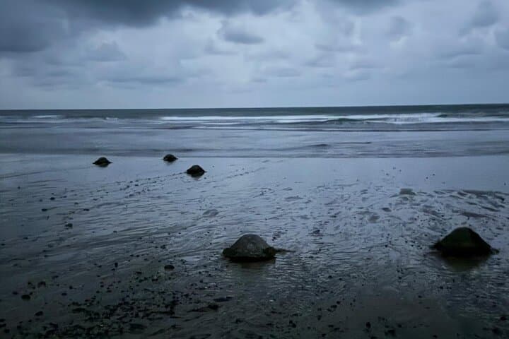 Samara Sea Turtle Nesting & Hatching Tour at Corozalito (Night Walk) photo 4
