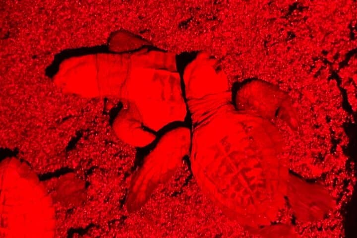 Samara Sea Turtle Nesting & Hatching Tour at Corozalito (Night Walk) photo 5