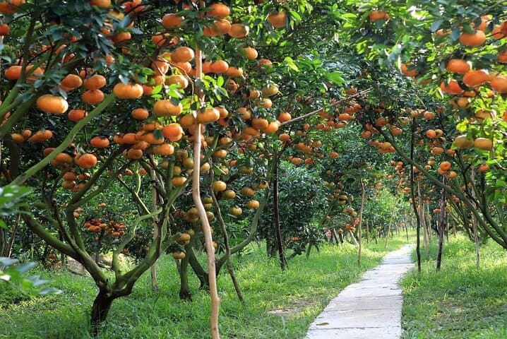 Full-Day Mekong Delta Cruise and Saigon Night Food Tour photo 4