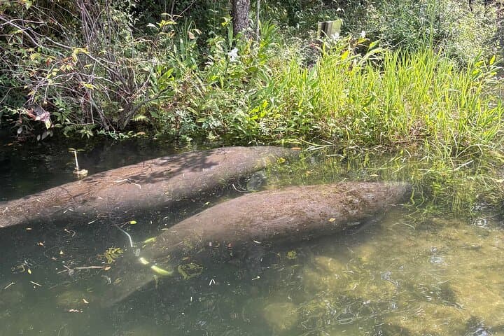 Crystal River Paddle Board Rental — 3-Hour Manatee Viewing on King’s Bay photo 6