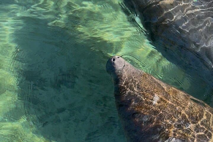 Crystal River Kayak Rental: 4-Hour King's Bay Paddle with Manatees photo 5