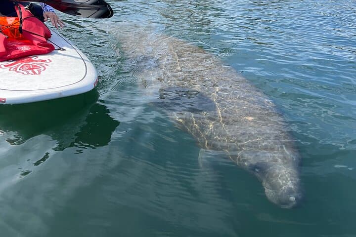 Crystal River 4-Hour Paddle Board Rental — Paddle with Manatees at King's Bay photo 3