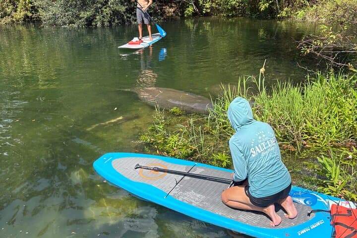 Crystal River 4-Hour Paddle Board Rental — Paddle with Manatees at King's Bay photo 6