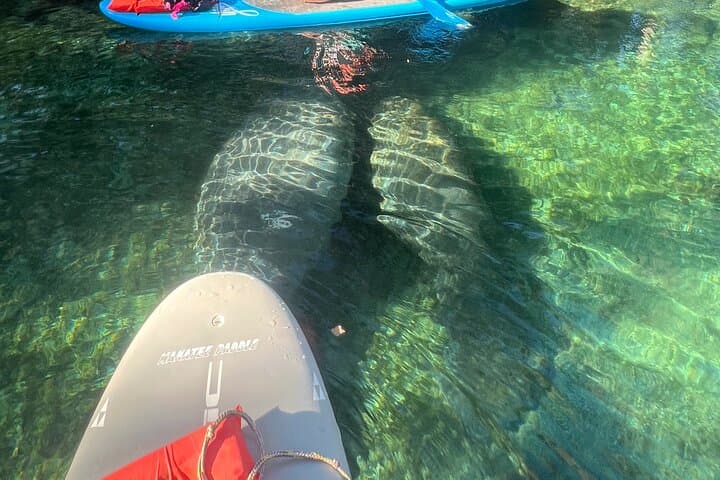 Crystal River 4-Hour Paddle Board Rental — Paddle with Manatees at King's Bay photo 5