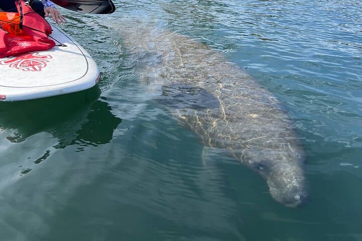 Crystal River Paddle Board Rental — 3-Hour Manatee Viewing on King’s Bay photo 4