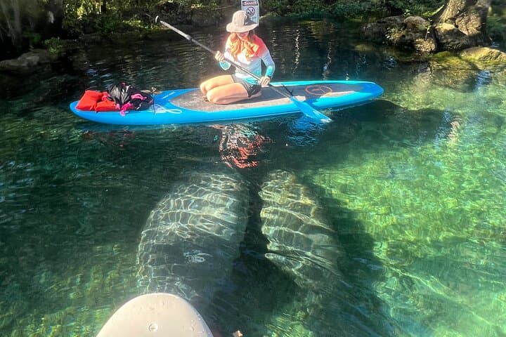 Crystal River 2-Hour Paddle Board Rental — King's Bay Manatee Viewing photo 5