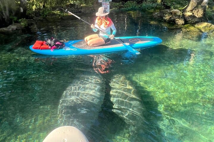 Crystal River Paddle Board Rental — 3-Hour Manatee Viewing on King’s Bay