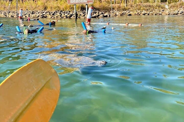 Crystal River Kayak Rental: 3-Hour King's Bay Paddle with Manatee Viewing photo 2