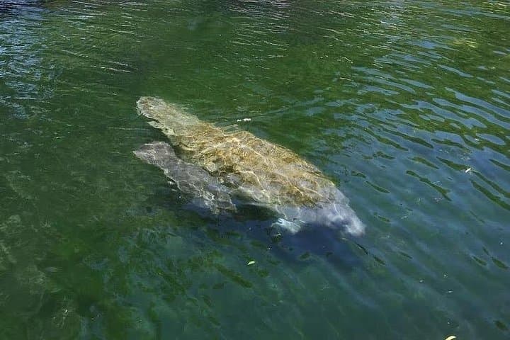 Crystal River Kayak Rental: 2-Hour Paddle to See Manatees at King’s Bay photo 4