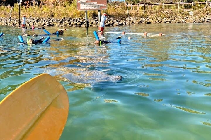 Crystal River Tandem Kayak Rentals: 4-Hour Manatee Viewing on King’s Bay photo 2