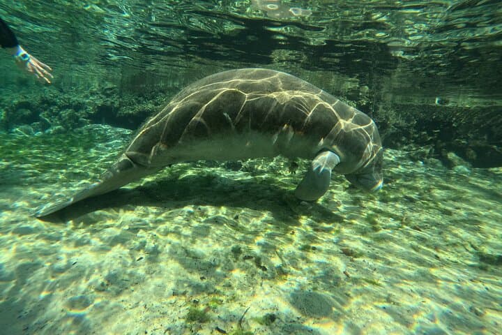 Crystal River Manatee Swim: Guided Snorkel Tours in Kings Bay photo 3