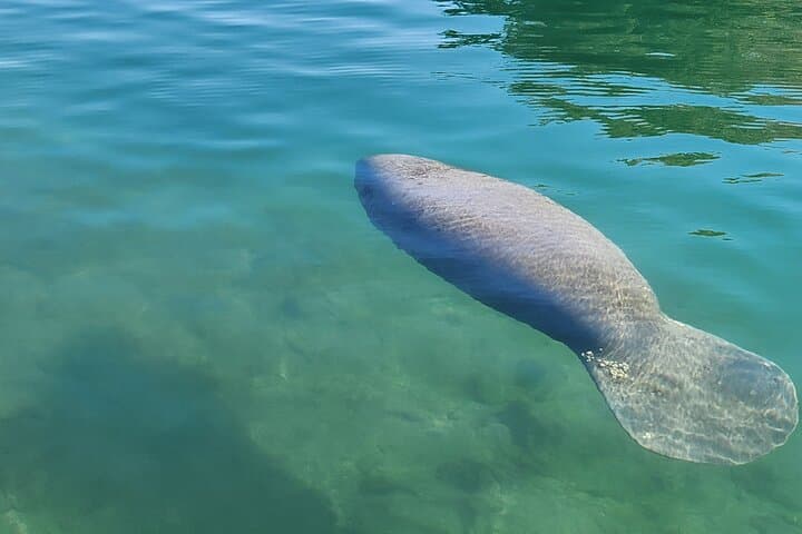 Eco Manatee and Wildlife Boat Tour — Crystal River Dry-Boat Viewing at Fort Island Trail