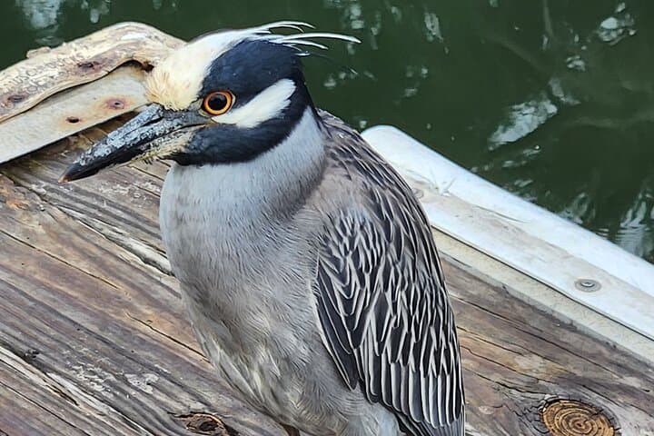 Eco Manatee and Wildlife Boat Tour — Crystal River Dry-Boat Viewing at Fort Island Trail photo 2