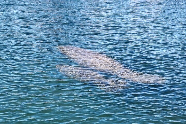 Eco Manatee and Wildlife Boat Tour — Crystal River Dry-Boat Viewing at Fort Island Trail photo 4