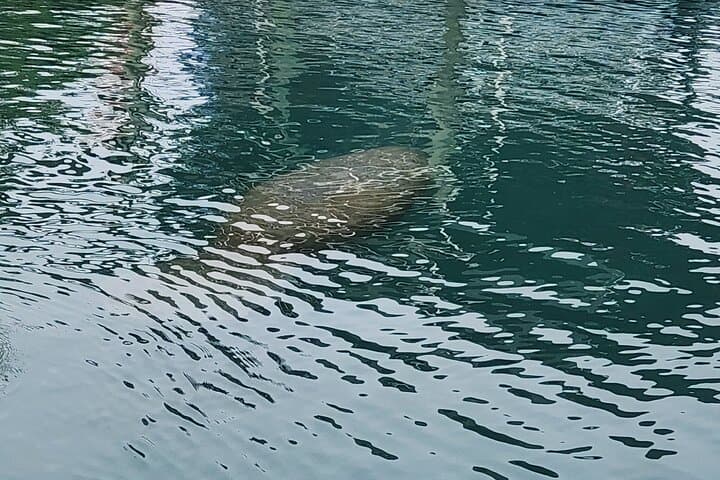 Eco Manatee and Wildlife Boat Tour — Crystal River Dry-Boat Viewing at Fort Island Trail photo 6