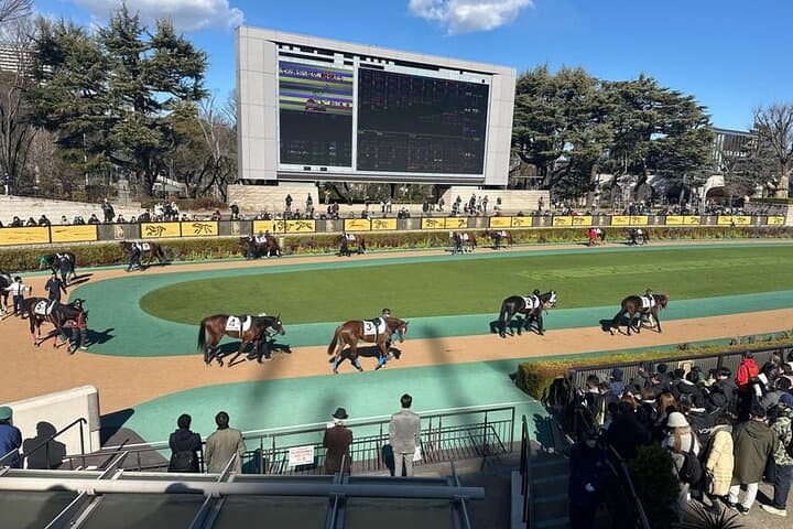 Nakayama Racecourse: Tokyo Horse Racing Tour with Local Fans photo 2