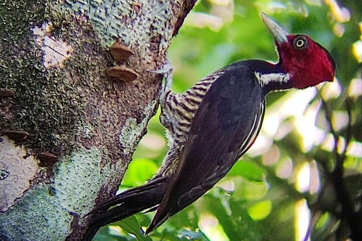 Curicancha Monteverde Nature Walk: Guided Cloud Forest Wildlife Tour photo 6