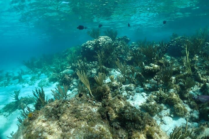 Stingray City Sandbar Snorkel and Starfish Point — Grand Cayman Half-Day Tour photo 4