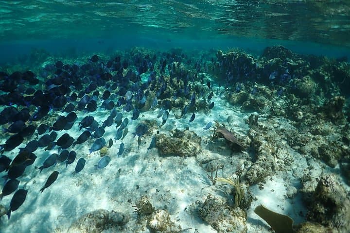 Stingray City Sandbar Snorkel and Starfish Point — Grand Cayman Half-Day Tour photo 3