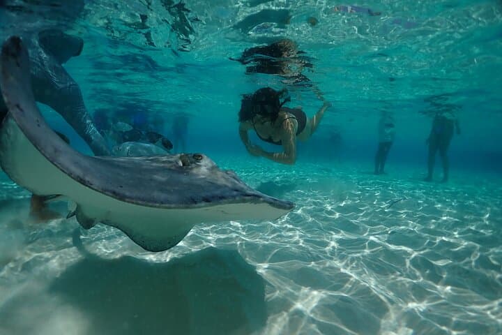 Stingray City Sandbar Snorkel and Starfish Point — Grand Cayman Half-Day Tour photo 2