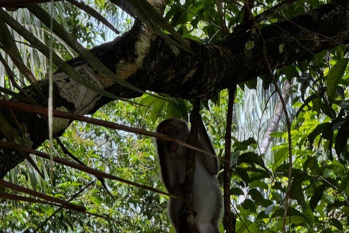 5-Day Sarawak Adventure: Bako, Bengoh & Batang Ai Longhouse Experience photo 3
