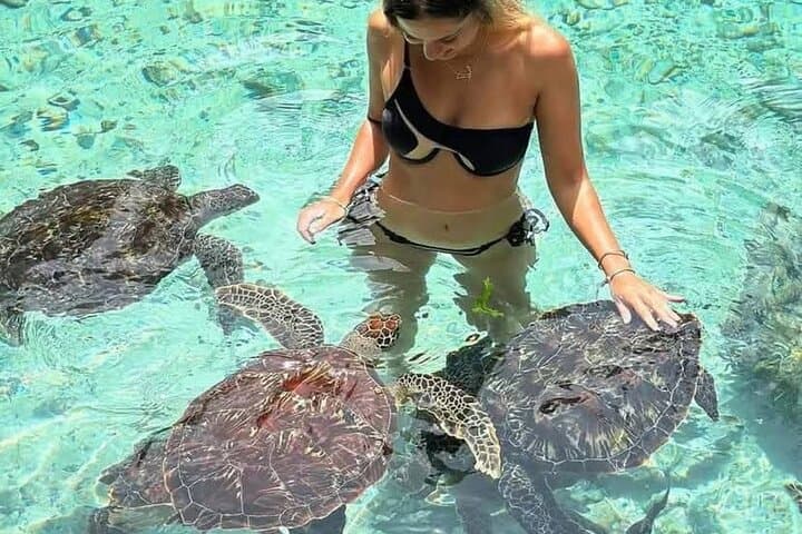 Full-Day Zanzibar: Dolphins, Turtle Salaam Cave & Jozani Forest Wildlife Tour photo 1