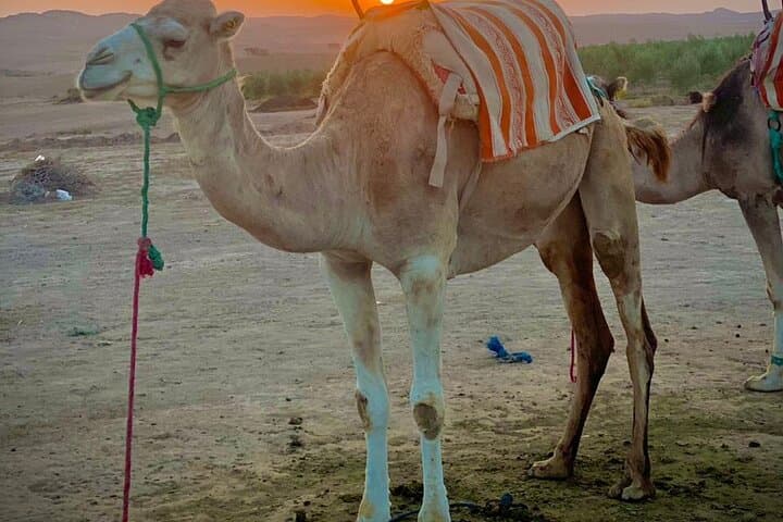 Agafay Desert Cooking Experience: Tagine Workshop, Quad Biking & Camel Ride from Marrakech photo 5