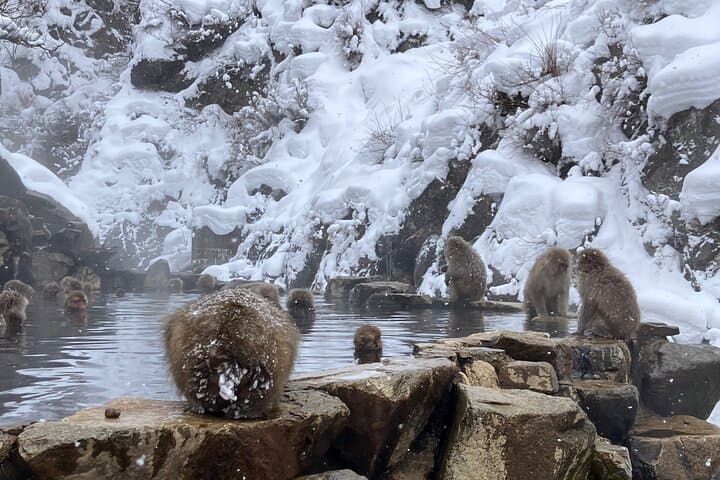 Private Snow Monkey & Frozen Waterfall Tour — Nagano Snowshoe Adventure photo 2