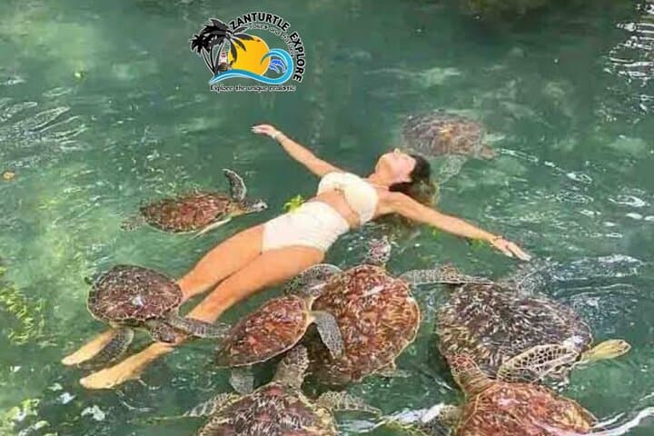 Swim and Snorkel with Rescued Green Turtles at Baraka Natural Aquarium, Nungwi