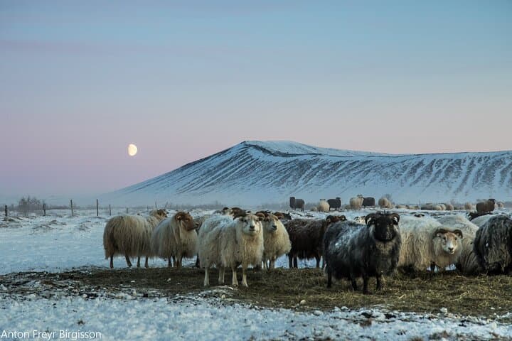 Sunrise Hverfjall Volcano Hike — Myvatn Sunrise Crater Trek, Iceland photo 6