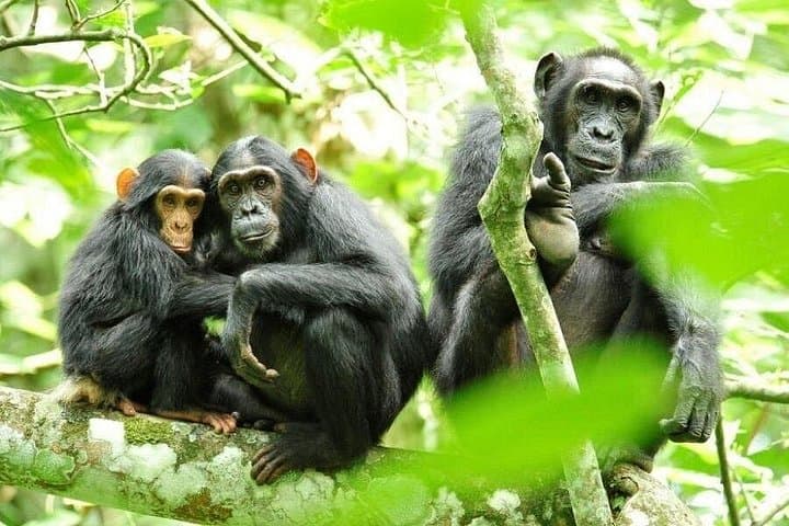 5-Day Chimpanzee and Gorilla Safari in Uganda: Kibale, Bwindi & Lake Bunyonyi photo 1
