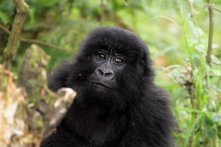 5-Day Chimpanzee and Gorilla Safari in Uganda: Kibale, Bwindi & Lake Bunyonyi photo 2