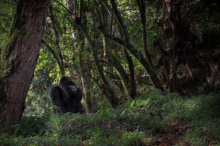 5-Day Chimpanzee and Gorilla Safari in Uganda: Kibale, Bwindi & Lake Bunyonyi photo 3